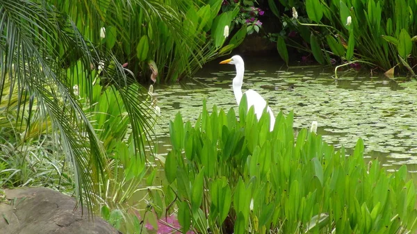 Bolivya, Güney Amerika ak balıkçıl.