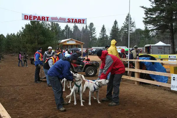 Köpek Quebec. Kanada, Kuzey Amerika.
