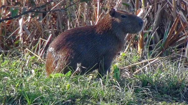 Capibara en Bolivia, América del Sur . — Foto de Stock
