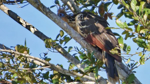 Hoazin Bolivya, Güney Amerika.