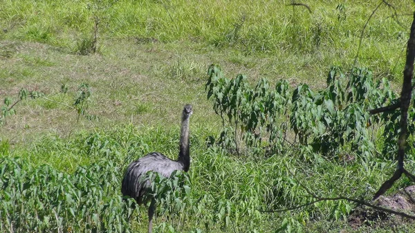 Rheas in bolivien, südamerika. — Stockfoto