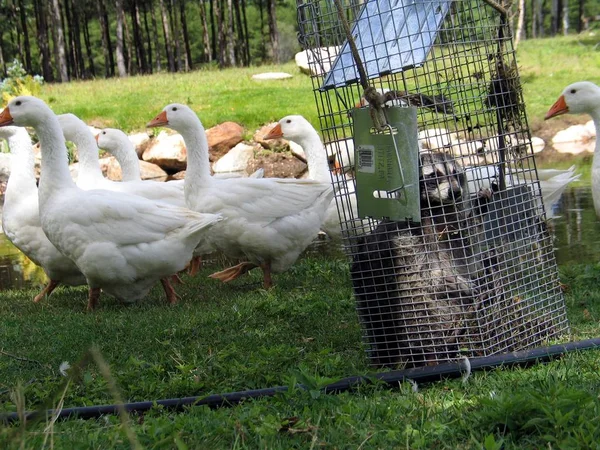 Gans in Quebec. Kanada, nordamerika. — Stockfoto