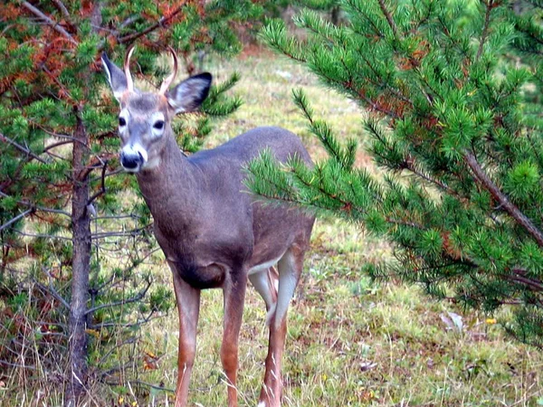 ケベック州の鹿。カナダ、北米. — ストック写真