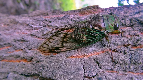 Insectos en Bolivia, América del Sur . —  Fotos de Stock