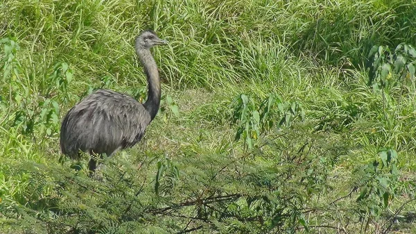 Rheas em Bolívia, América do Sul . — Fotografia de Stock