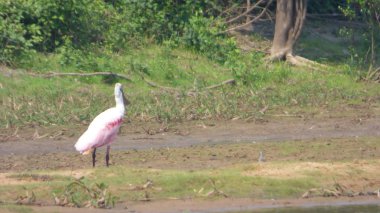 Bolivya 'da spatula, Güney Amerika.