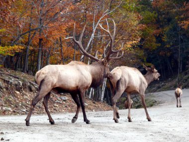 Geyik Quebec. Kanada, Kuzey Amerika.