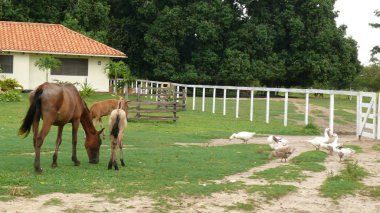 Estancia 'da bir Mare. Bolivya, Güney Amerika.