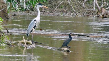 Mamore 'da Heron. Bolivya, Güney Amerika.