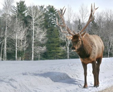 Geyik Quebec. Kanada, Kuzey Amerika.