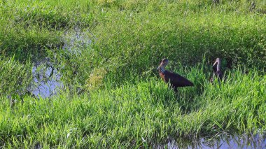 Bolivya, Güney Amerika yaban hayatı.