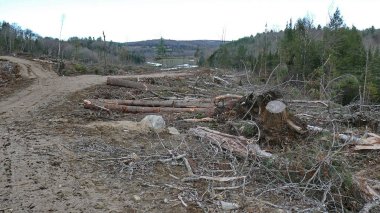 Bush imha Quebec. Kanada, Kuzey Amerika.