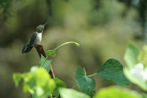 Colibrí en Quebec. Canadá, América del Norte . —  Fotos de Stock