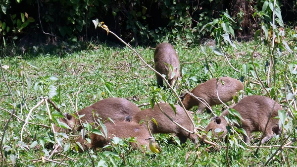 Capybara en Bolivie, Amérique du Sud . — Photo