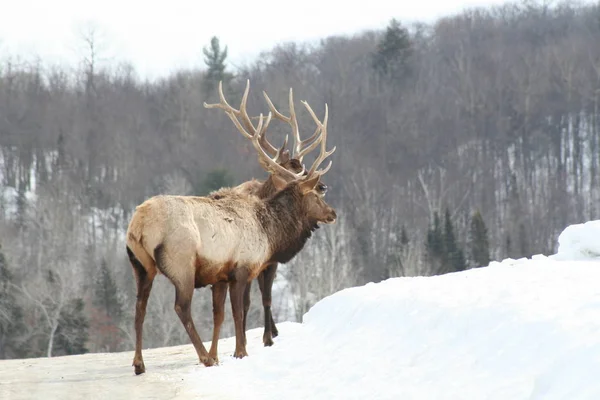 Geyik Quebec. Kanada, Kuzey Amerika.