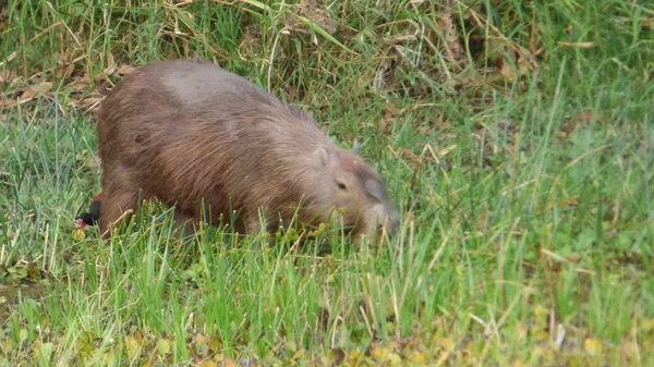 Capybara στη Βολιβία, Νότια Αμερική. — Φωτογραφία Αρχείου