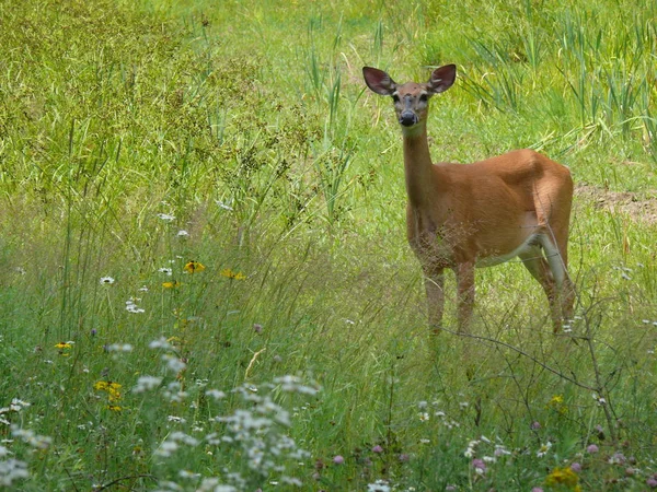 Cerfs au Québec. Canada, Amérique du Nord . — Photo