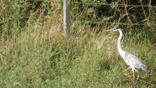 Heron Bolivya, Güney Amerika.