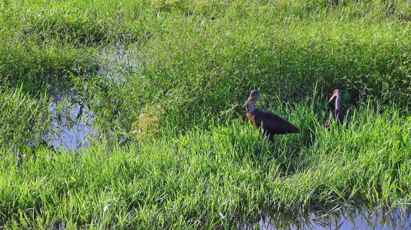Bolivya, Güney Amerika yaban hayatı.