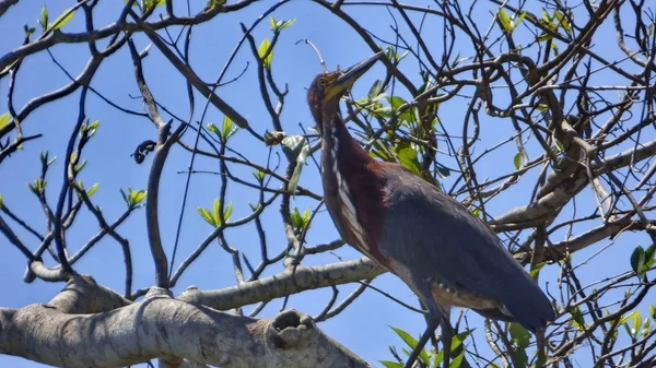 Heron Bolíviában, a Dél-Amerika. — Stock Fotó