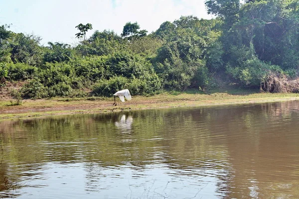 River in Fleuve. Bolivia, south America. — Stock Photo, Image