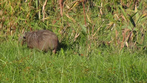 Capibara Bolivya, Güney Amerika.