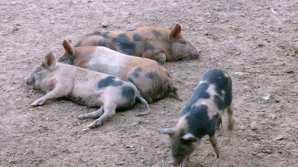 Estancia 'da domuzlar. Bolivya, Güney Amerika.