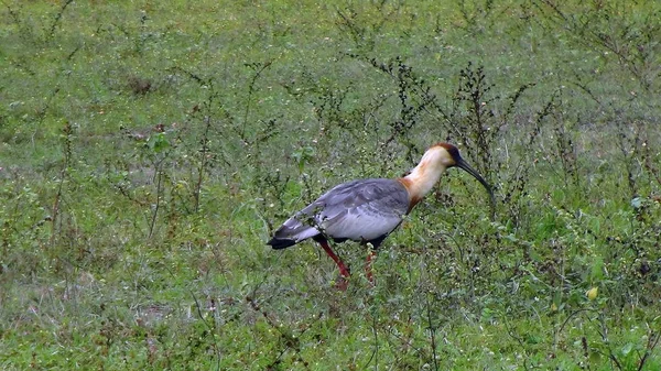 Ibis Bolivya, Güney Amerika.