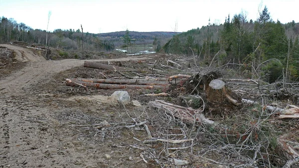 Bush imha Quebec. Kanada, Kuzey Amerika.