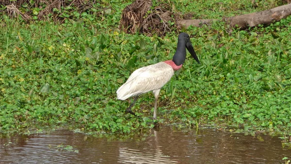 Jabiru na Bolívia, América do Sul . — Fotografia de Stock