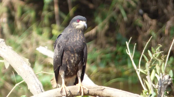 Bolivya 'da Buzzard, Güney Amerika. — Stok fotoğraf