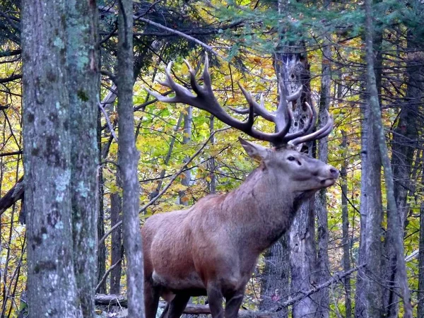 ケベック州の鹿。カナダ、北米. — ストック写真