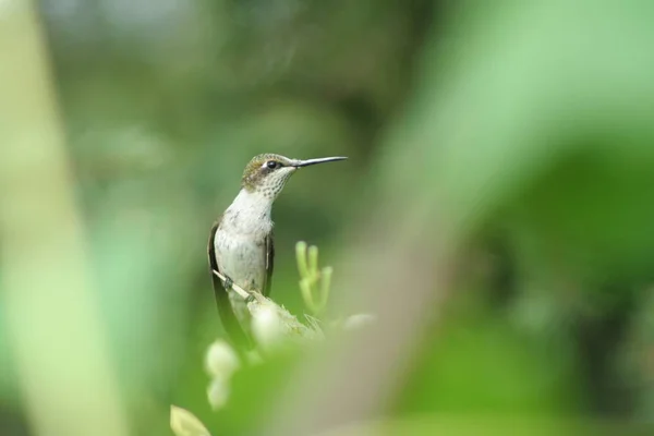 Um beija-flor em Quebec. Canadá, América do Norte . — Fotografia de Stock