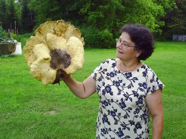 Polyporus w Quebec. Kanada, Ameryka Północna. — Zdjęcie stockowe