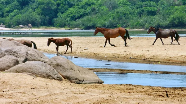 Nehirde Fleuve. Bolivya, Güney Amerika.