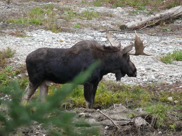 Moose en Quebec. Canadá, América del Norte . —  Fotos de Stock