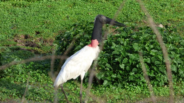 Jabiru na Bolívia, América do Sul . — Fotografia de Stock