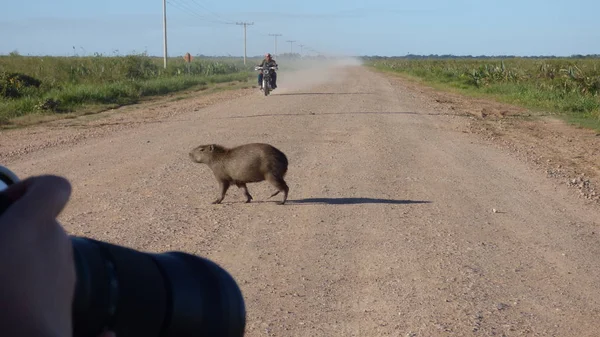 Capibara en Bolivia, América del Sur . —  Fotos de Stock