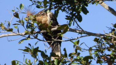 Hoazin Bolivya, Güney Amerika.
