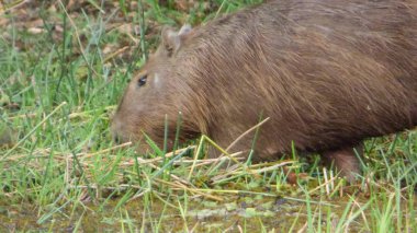 Capibara Bolivya, Güney Amerika.