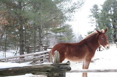 Quebec at. Kanada, Kuzey Amerika.