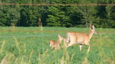 Geyik Quebec. Kanada, Kuzey Amerika.