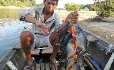 Piranha Fleuve içinde. Bolivya, Güney Amerika.