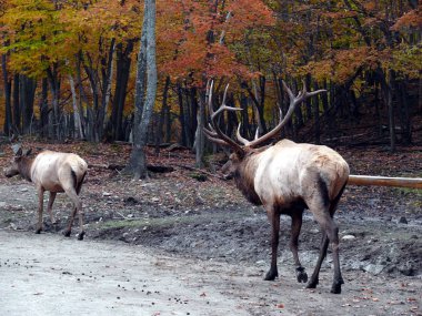 Geyik Quebec. Kanada, Kuzey Amerika.