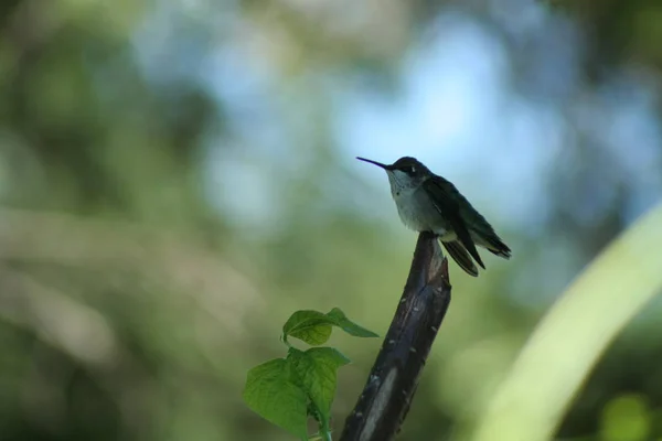 Kolibri Quebec-ben. Kanada, Észak-Amerika. — Stock Fotó