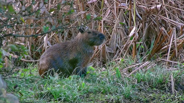 Capibara Bolivya, Güney Amerika.