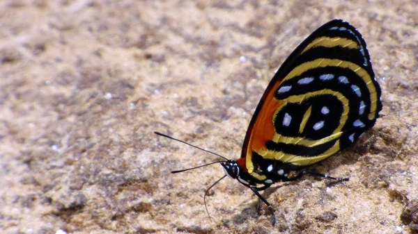 Insect in Bolivia, south America. — Stock Photo, Image