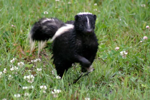 Quebec 'te Skunk. Kanada, Kuzey Amerika.