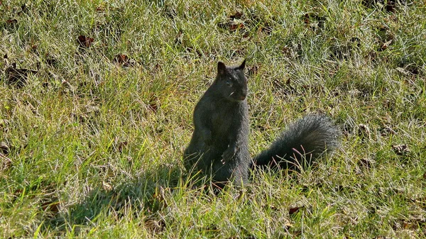 Squirrel in Quebec. Canada, north America. — Stock Photo, Image