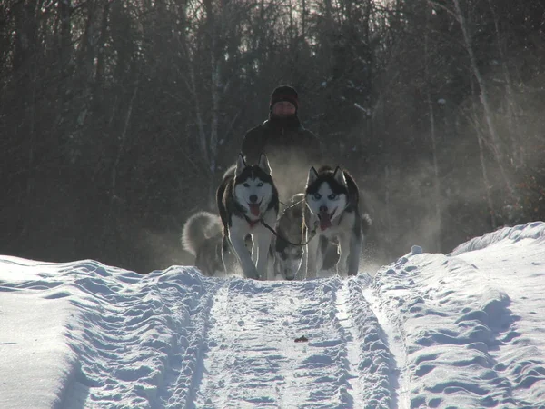 Dog in Quebec. Canada, north America.